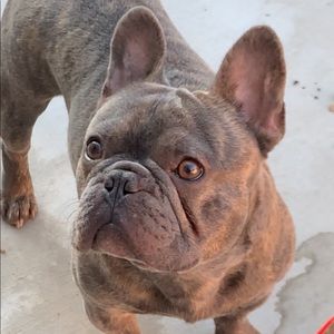 Meet your Posher, Frank